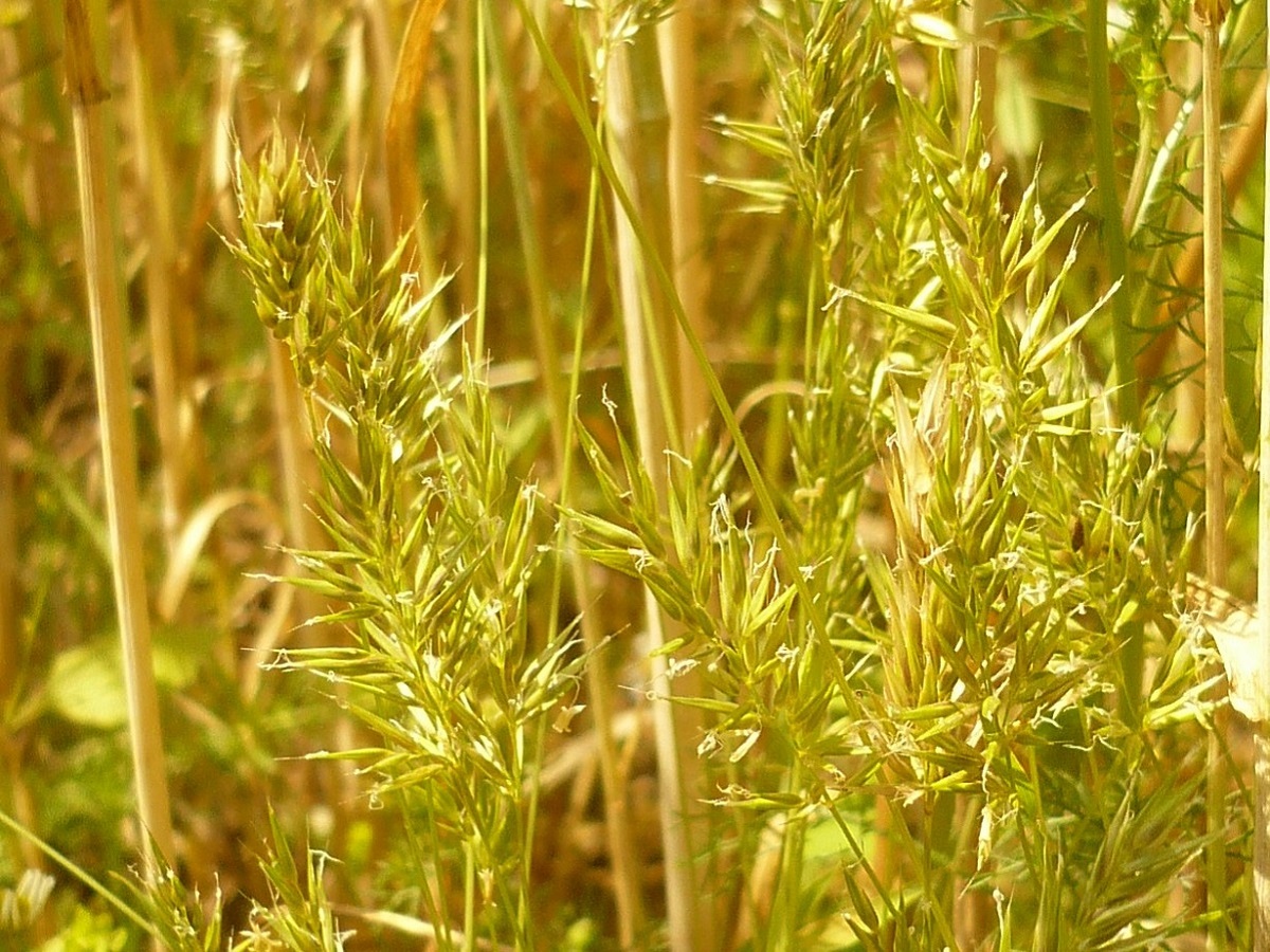 Anthoxanthum aristatum (Poaceae)